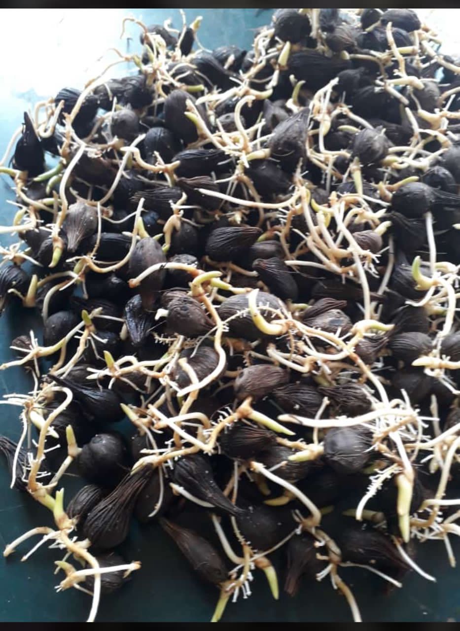 IMG-20260620-WA0019