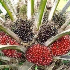 Fruiting Oil Palm
